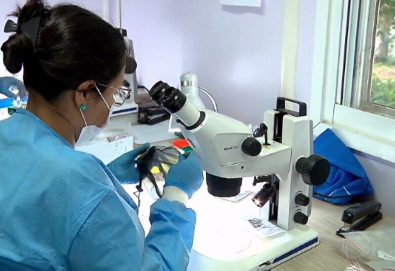 Os pesquisadores introduzem em áreas urbanas mosquitos geneticamente modificados com uma bactéria chamada Wolbachia
Veja também: 10 alimentos proibidos para quem está com dengue