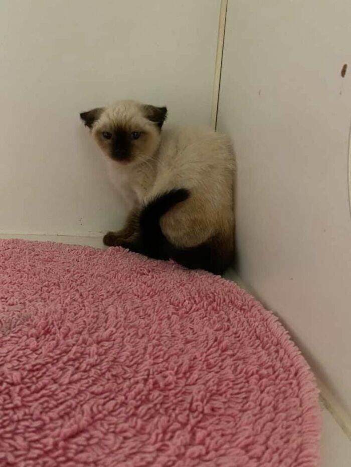 Em segundo lugar, aparece o gato siamês, aquele da cabecinha triangular, com apenas 2% dos gatos cadastrados na plataforma. Uma enorme distância do primeiro colocado
