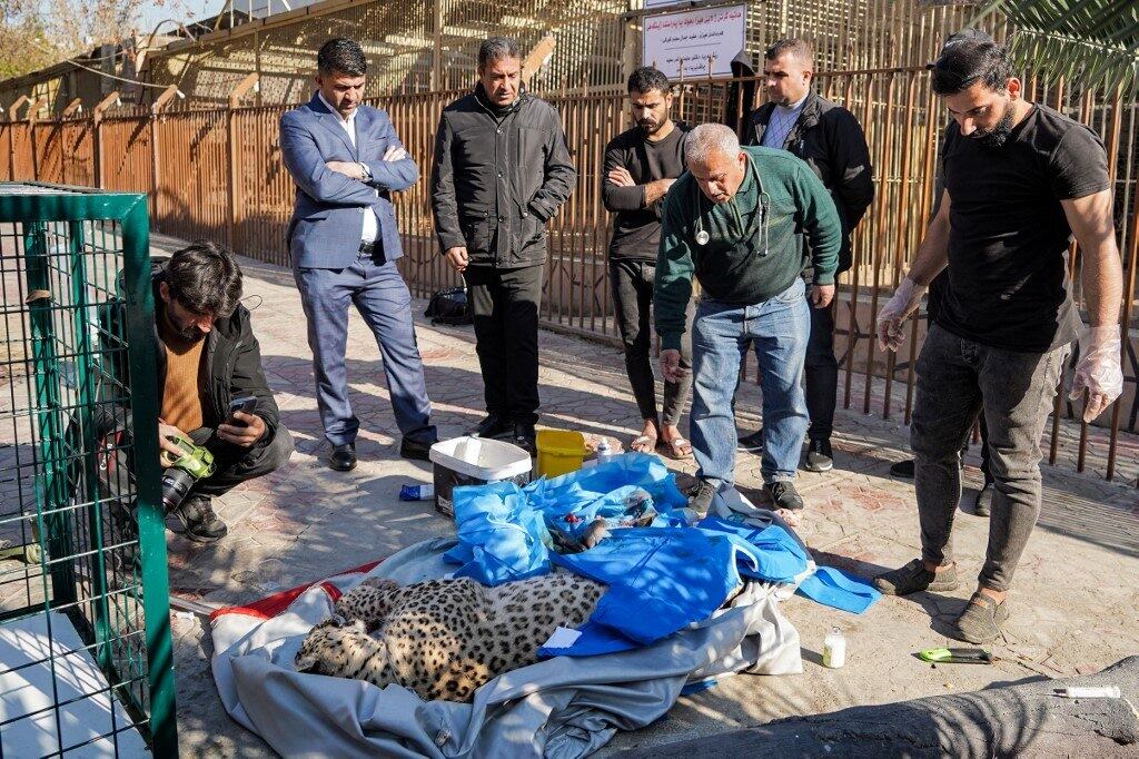leopardo Iraque