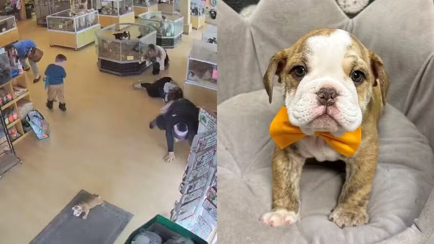 Polícia investiga roubo de filhotes de bulldog avaliados em R$ 24 mil nos EUA