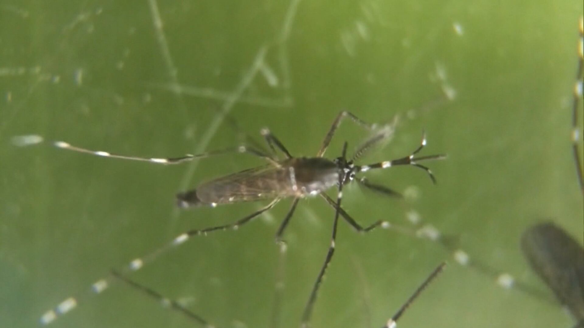 OMS alerta sobre possibilidade de nova epidemia de chikungunya