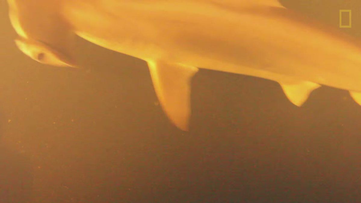 Outro é o tubarão-martelo, que é conhecido por realmente curtir águas quentes