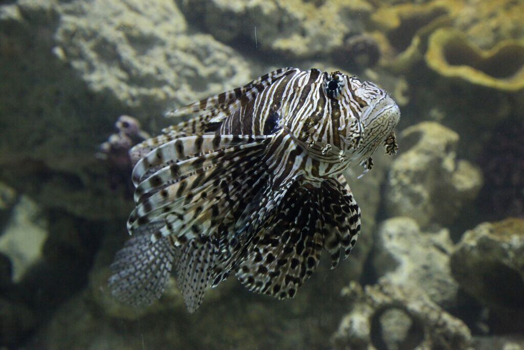 No tanque dos invertebrados, o
visitante pode observar animais como o lírio-do mar, caranguejo aranha, ouriço
roxo e verde, estrela-do-mar, caramujo, ermitões, pepinos-do-mar e anêmonas