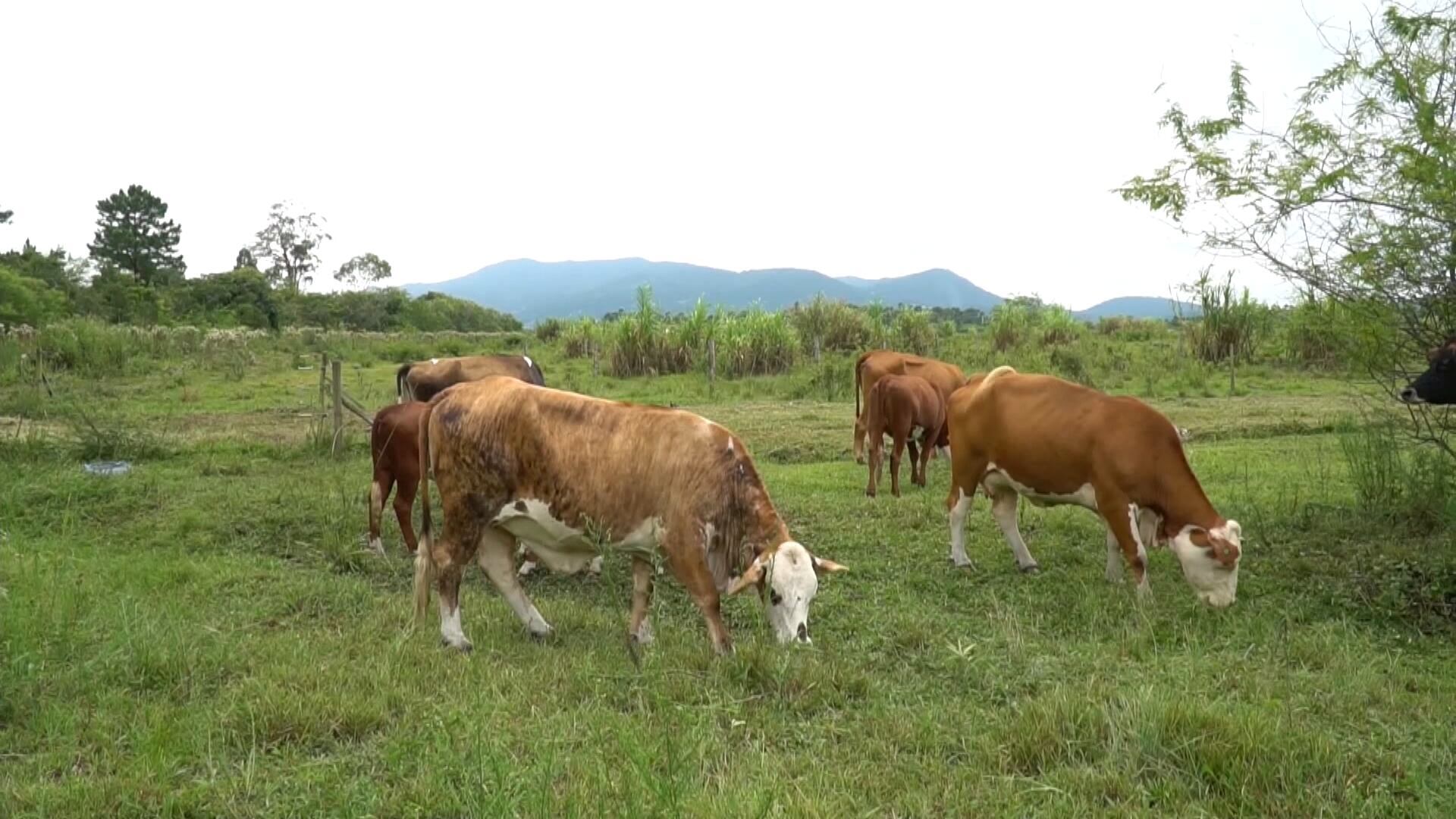 Carne sustentável do Pantanal ganha espaço e se torna referência no Brasil