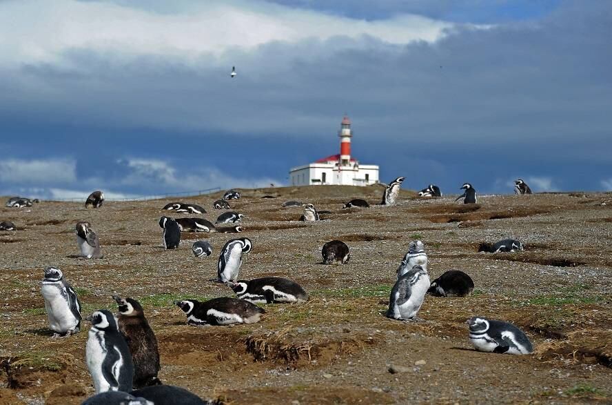 "Entre fevereiro e março, eles começam a deixar a ilha, mas este ano partiram de duas a três semanas antes. Parece que quiseram se antecipar para assistir a Copa no Brasil", brinca a Valéria, explicando na verdade que a antecipação se deu por causa de um amadurecimento precoce das aves nesta temporada