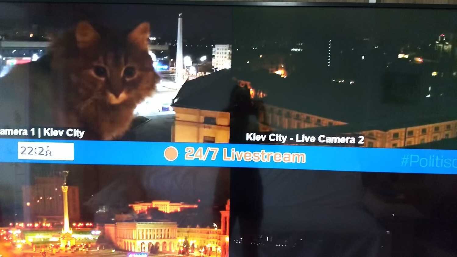 Gatinho aparece em primeiro plano, em imagens de câmera