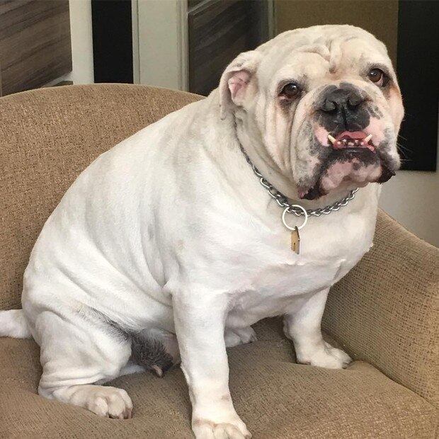 Há também o simpaticão buldogue Belety, que até posa para fotos!