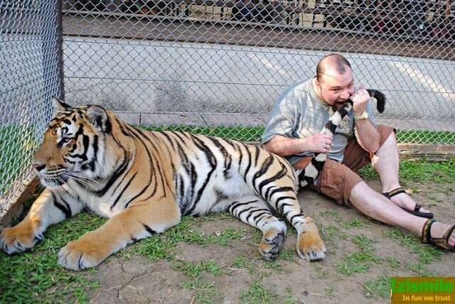 Vai, animal, cutuca o tigre com vara curta, vai!