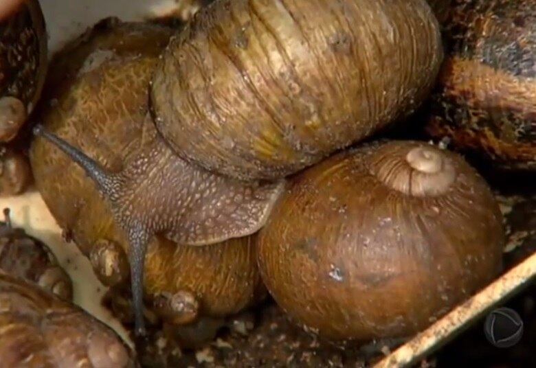 Como sempre, bichos não vão faltar no reality show. O diretor, Rodrigo Carelli, afirmou que vários animais estarão na sede, alguns deles novidade na competição. "Vamos ter uma criação de escargot. É um animal que tem essa dicotomia de ser sofisticado e, ao mesmo tempo, muita gente acha nojento. Eles vão ter que lidar com isso, que não parece, mas é muito difícil para cuidar e vão fazer para comer também"