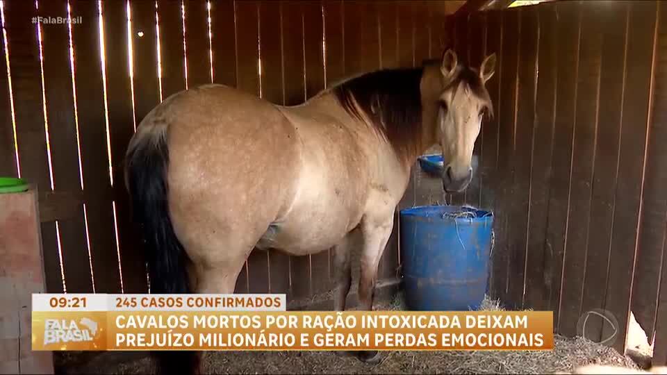 Cavalos morrem após ingestão de ração contaminada; investigação apura responsabilidade da fabricante