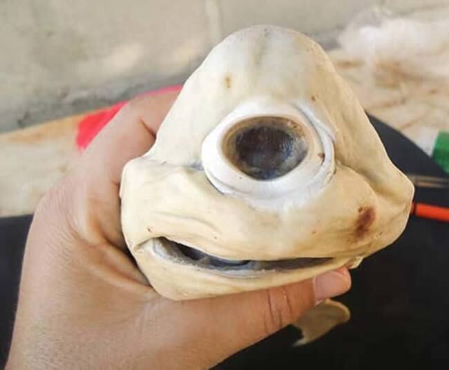 

Você que acha que só existem animais surpreendentes, lindos,
fofos, carinhosos e que dão vontade de morder, não se engane! Tem outros que até podem
ser interessantes, porque são bem diferentes, mas que são criaturas terríveis, são. Confira essa lista com
os bichos mais arrepiantes do mundo

Veja os animais mais estranhos do mundo
