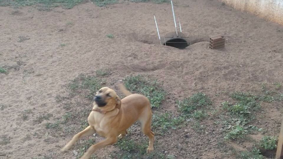 Pandora tentou esconder a churrasqueira do dono