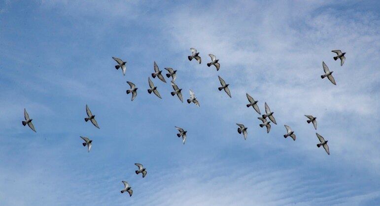 Mais de 20 mil das 26 mil aves se perderam entre Bélgica e França
