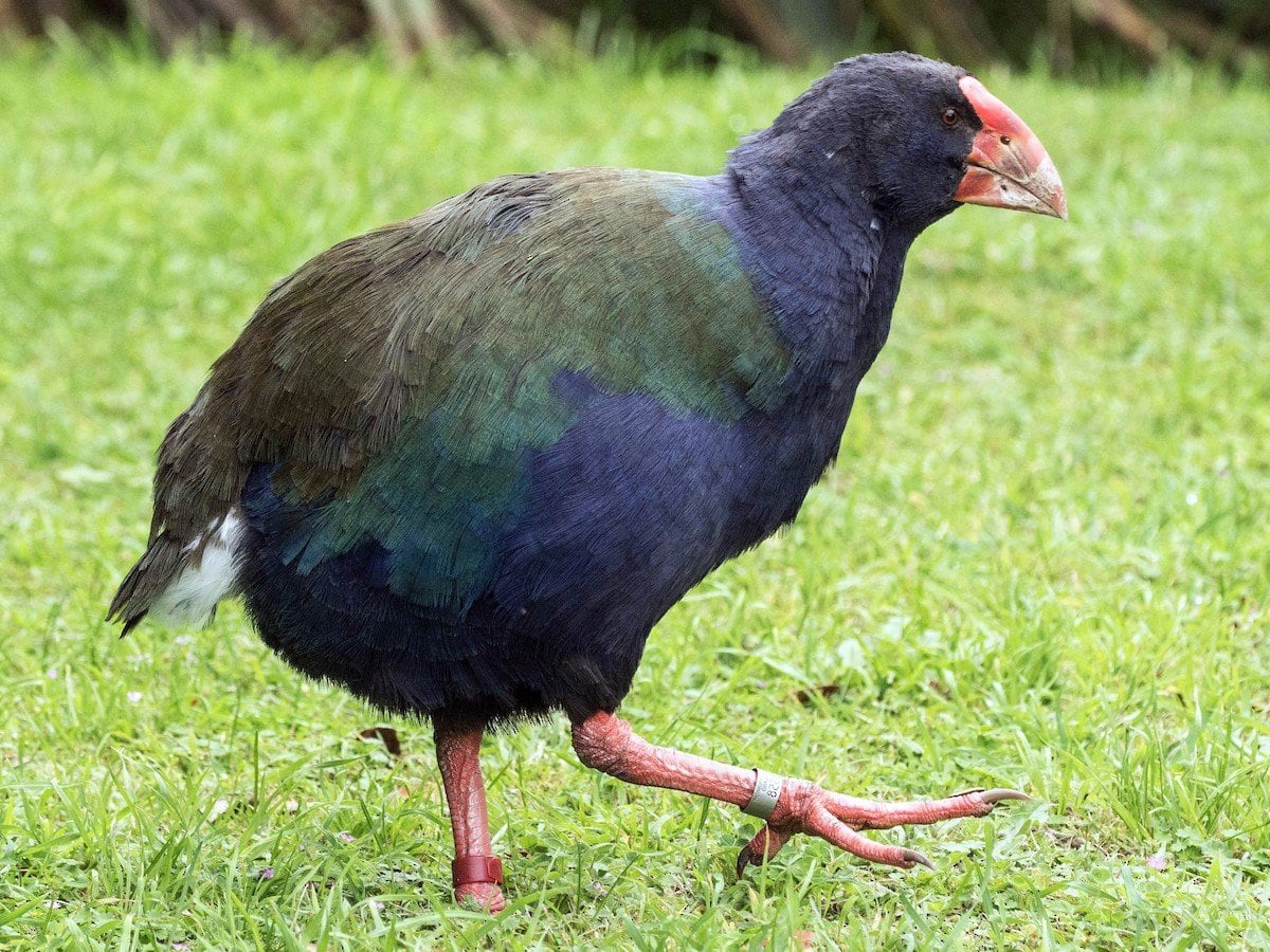 Takahē foi declarado extinto em 1898