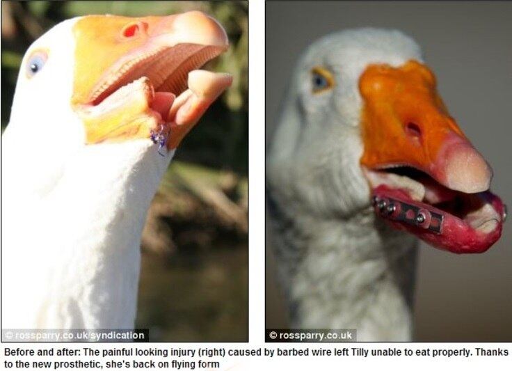 Imagine um ganso sem bico. Esse era o caso de Tilly, que perdeu metade do seu bico em um acidente e usava a língua para comer. Mas o pássaro ganhou uma prótese e já pode se alimentar normalmente