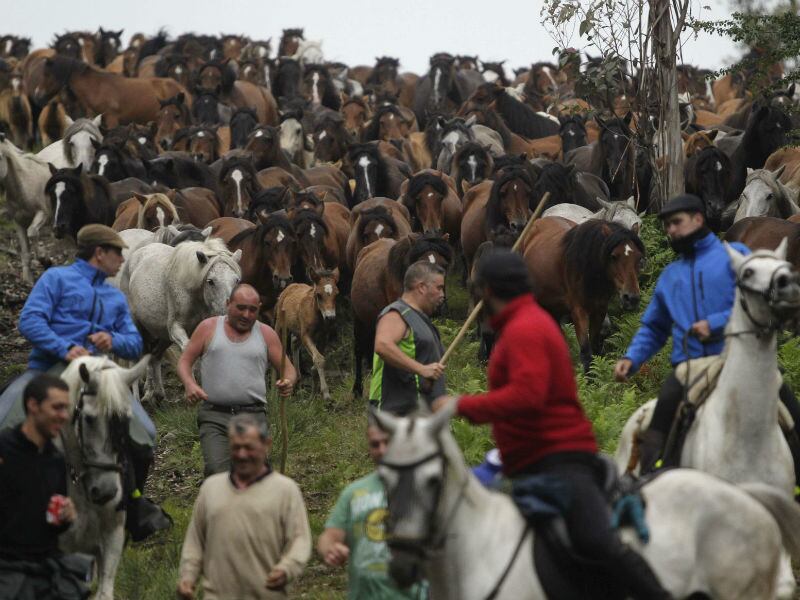 Os camponeses sobem as montanhas, gritam e guiam os cavalos para um gigantesco curral, montado exclusivamente para recebê-los