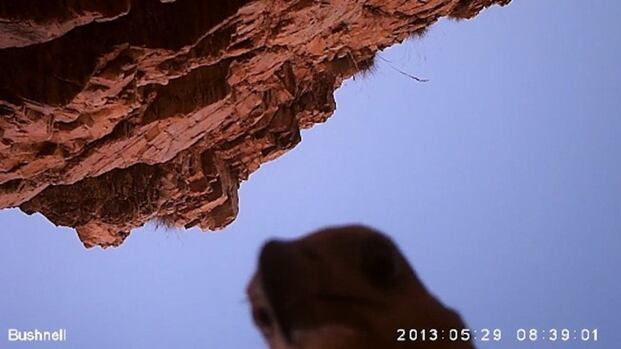 Uma águia que roubou uma minicâmera tirou uma foto em um momento de selfie aéreo