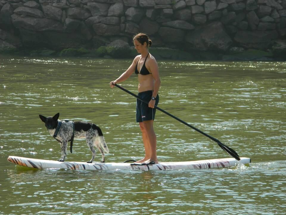 Para competir no campeonato de stand up dog, os animais deverão mostrar que não estão com medo da água