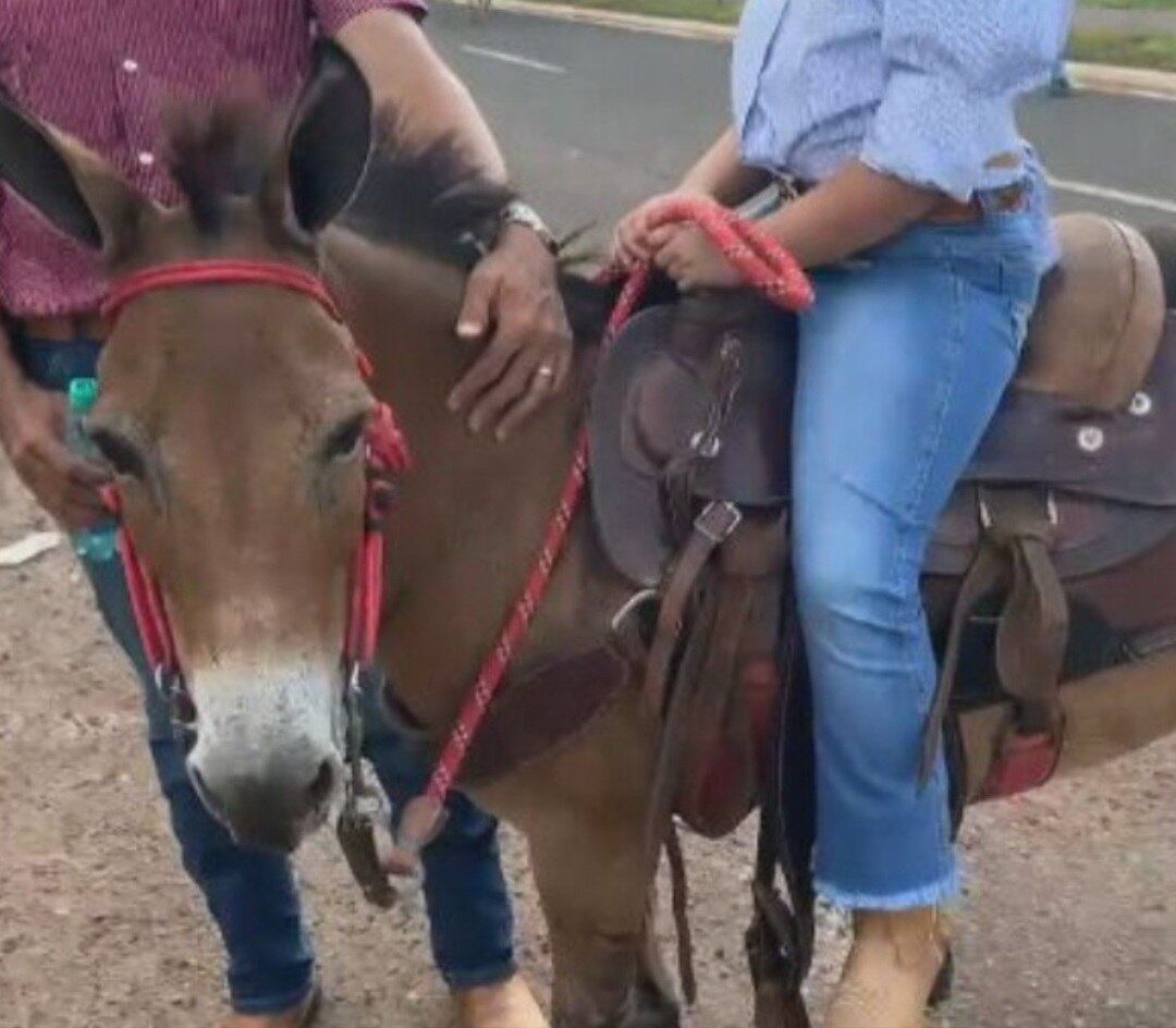 Para os muladeiros de Iporá, o encontro anual é uma forma de lembrar de todas essas características que tornam as mulas animais importantes - apesar de serem associados em piadas a bichos sem inteligência e meio bobões. Não. Para eles, as mulas têm que ser valorizadas. Eta, animal bom!! Parabéns aos muladeiros pela bela festa!
