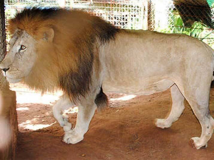 Essa foi demais! Câmeras de segurança da associação de ajuda aos animais flagraram a ação. Dois homens entraram no local durante a noite, sedaram o leão e o arrastaram até o carro. A polícia tenta identificar os suspeitos. Assista ao vídeo!


