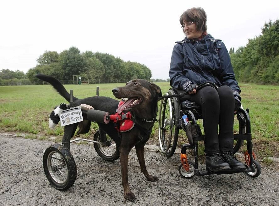 Regine Grosinger e sua cadela Hope (Esperança) dão uma lição de superação. Nesta sexta-feira (5), as duas são vistas caminhando por Viena, na Áustria. 

Hope tem três anos e foi encontrada sem as patas traseiras na rua. Depois de conhecê-la, Regine decidiu adotá-la e construir uma cadeira de rodas para ela também