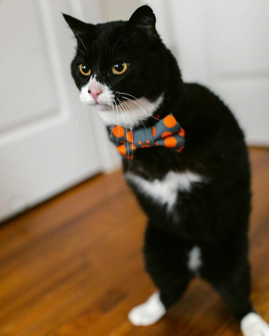 A história inspiradora de Rexie Roo tocou muitas pessoas ao redor do mundo e viralizou em pouquíssimo tempo

Veja mais: Gatinho salva dona ao ajudar no diagnóstico de seu câncer de mama
