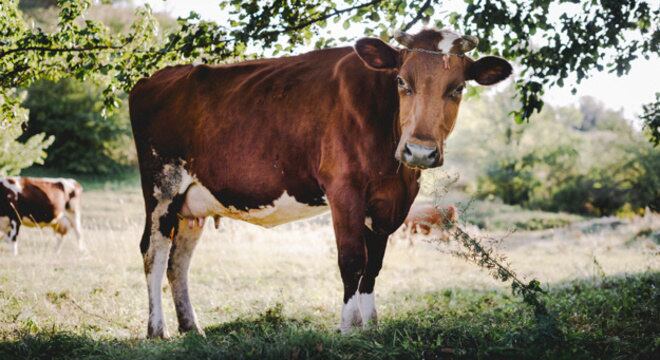 Doença da vaca louca é transmitida por meio do consumo de carne contaminada