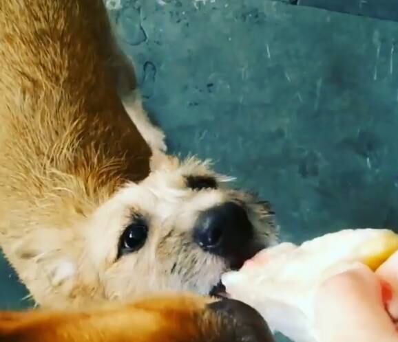 Jussana Valeria, gerente da Dog School Escola e Hotel para Cães, prepara os refrescos para os alunos e conta que existe uma estratégia para introduzir o alimento

Alerta de fofura: desafio na web mostra cães exibindo os dentinhos