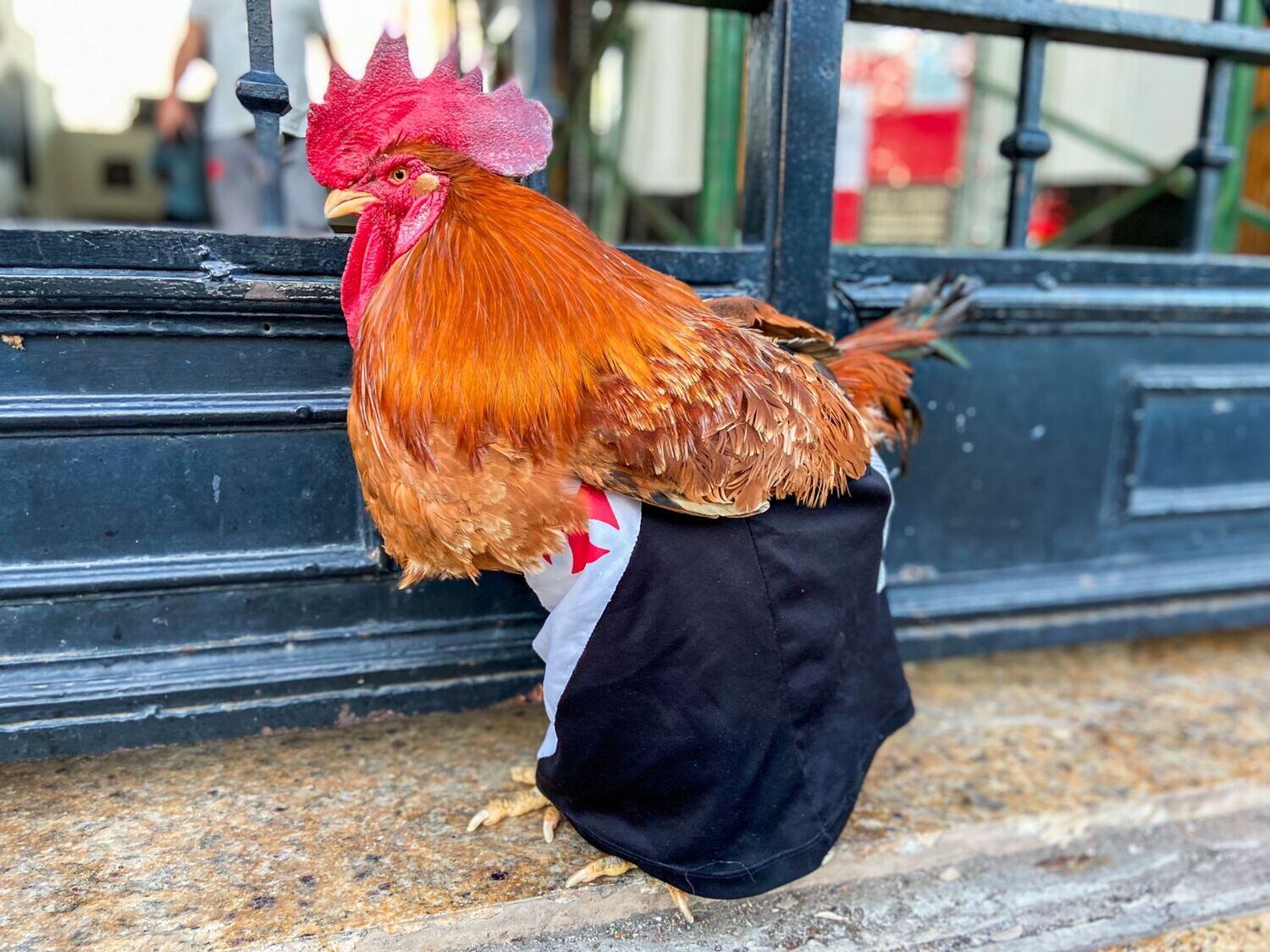O galo Jorge Chamarelli, de 2 anos, nascido na Baixada Fluminense e morador de São Cristóvão, na zona norte do Rio de Janeiro, é vascaíno. Arthur Chamarelli, tutor do animal, disse que sempre pensou em ter uma ave dessas e que o bichinho veio para animar e encorajar as pessoas a viverem a vida da melhor maneira possível. "Eu já tinha elaborado a ideia de ter um galo há muito tempo, mas, na época, a minha companheira não iria aceitar, até porque ele iria cantar e eu não teria onde guardá-lo. E foi na minha separação que pensei: 'acho que agora é hora de eu ter um companheiro para distrair a minha cabeça'", conta o vendedor ambulante