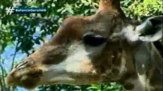 O animal morreu nesta terça-feira (10)