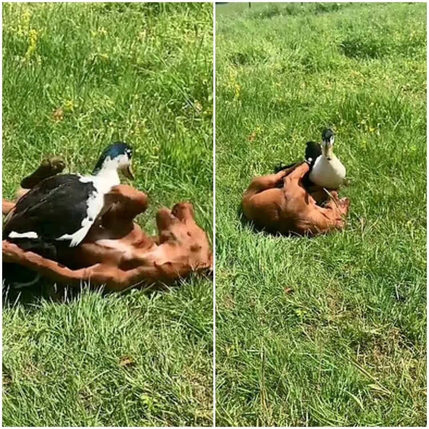 Veja também: Pombo que adora cães faz sucesso e encanta as redes sociais