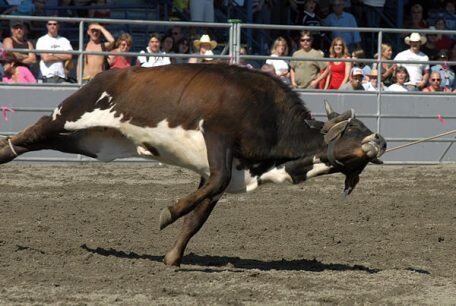 7) Rodeios e mais festivais de maus-tratos pelo mundo

A prática do rodeio é mais uma estupidez humana, com uma "festa" na qual animais são usados em provas, submetidos a sofrimento através de diversos instrumentos de tortura para pinotear (de dor) e trazer à prova graus de dificuldade para que os peões pontuem na arena
