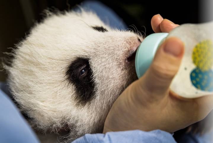 É ou não é a coisa mais cativante do mundo? Parece até um ursinho de pelúcia!
