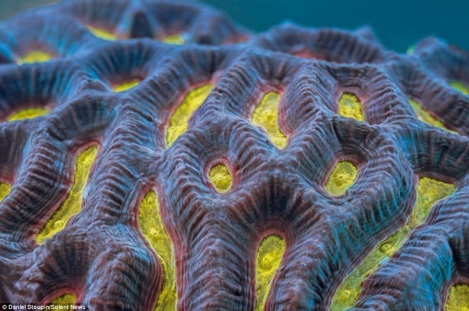 Corais, Meio Ambiente, cores, arco-íris, Austrália