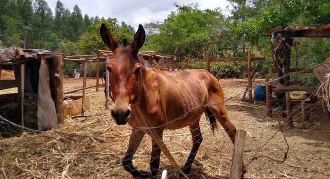 Animais foram encontrados sem água e alimento