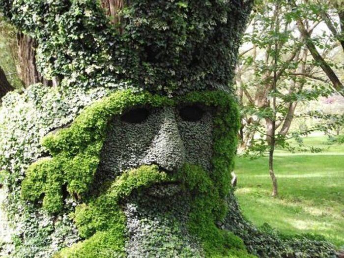 Os Ents são reais! O Barbárvore existe!