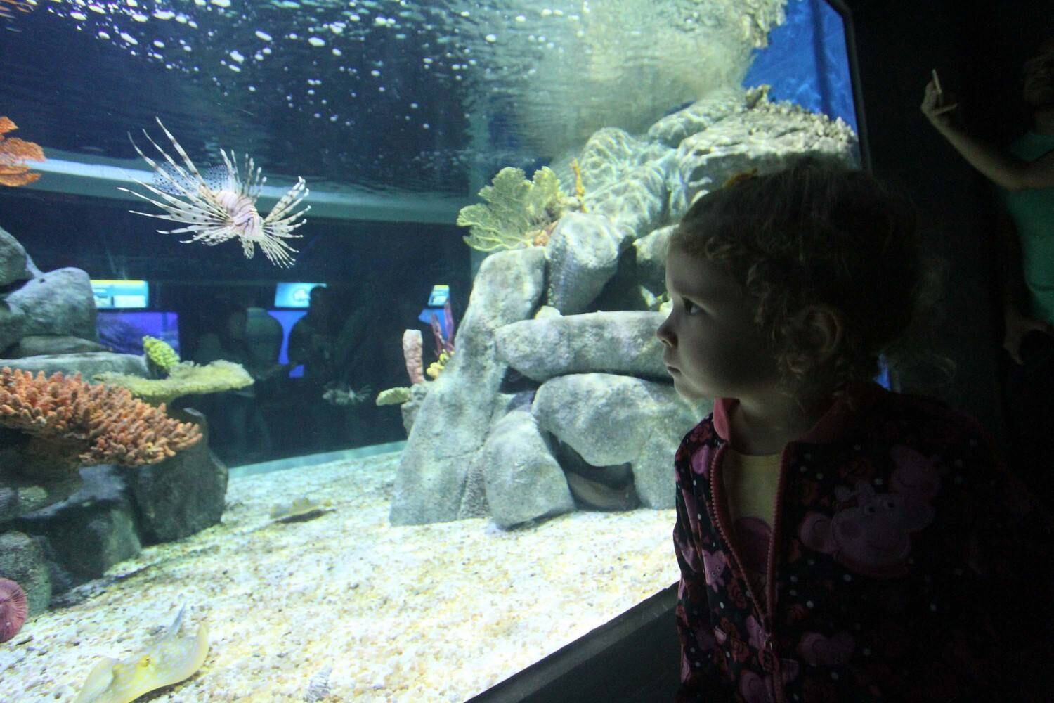 A preço do ingresso varia entre R$ 40 e R$ 80. Crianças de até dois anos não pagam. O horário de funcionamento será de segunda a sexta das 10h às 18h. A entrada no circuito será encerrada às 17h. O AquaRio fica no região portuária da capital fluminense, na praça Muhammad Ali, Gamboa