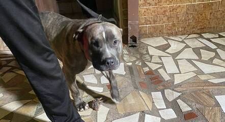 Após ataque, cão foi entregue a um adestrador