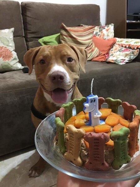 "Ele tremia de medo, ficamos com peninha e trouxemos. Eu já estava grávida e ele ficava na minha cola, dormia em cima da barriga. É um grande companheiro"