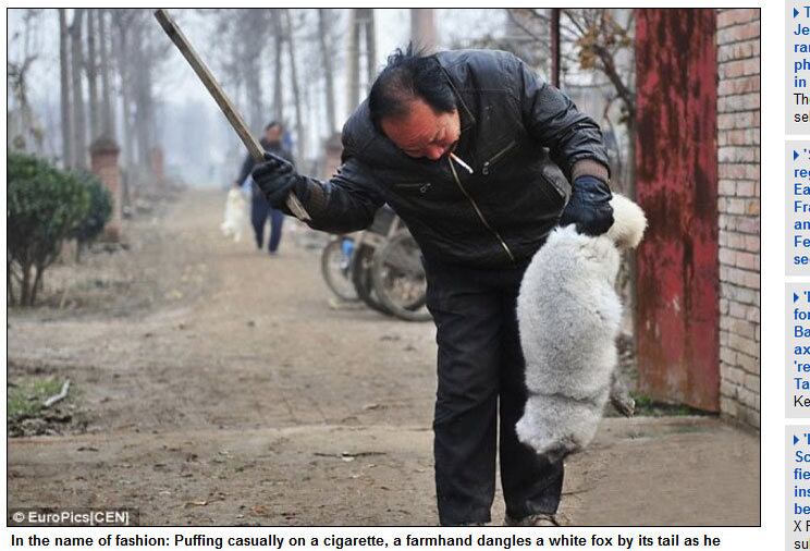 Quando a pele é finalmente retirada, a cabeça e o corpo
esfolado dos animais são jogados em pilhas de carcaças.
Os donos das fazendas alegam que a demanda mundial por pele é tão grande
que eles não têm condições de realizar métodos menos cruéis.
Moradores próximos aos matadouros dizem que o cheiro da morte
paira no ar, enquanto os gritos de dor das raposas assustam as crianças e podem
ser ouvidos dia e noite