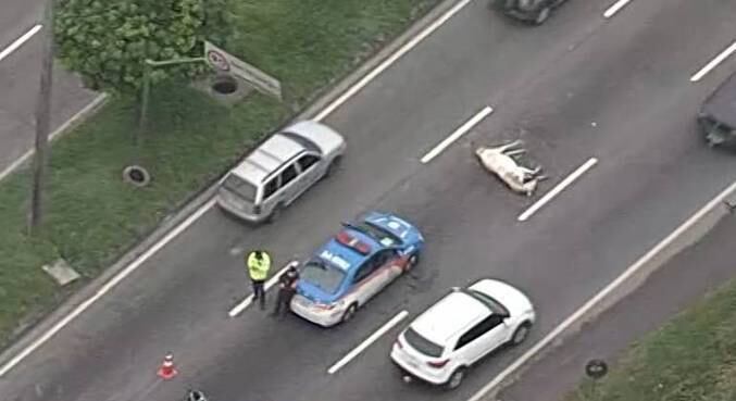 Cavalo é atropelado na avenida Brasil, na altura de Santíssimo