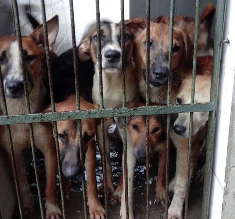 Segundo a ONG, o  mais urgente agora é encontrar lar temporário para os resgatados. Voluntários, abrigos ou pessoas físicas, que possam acolher os animais temporariamente devem entrar em contato: "A água entrou com tudo e eles não podem ficar lá até baixar. Por favor, nos ajudem!!!"