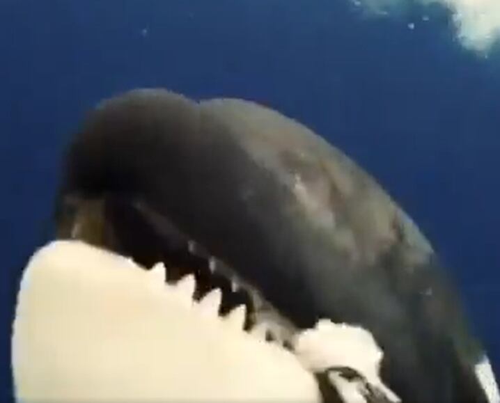 Oferendas incluíram peixes, aves, mamíferos marinhos e até uma tartaruga