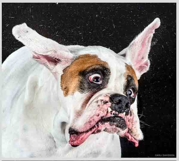 A sequência de fotos que você verá a seguir faz parte do livro Shake, da fotógrafa americana Carli Davidson.

Como o próprio nome já sugere, as imagens mostram cachorros se chacoalhando naquele momento em que tentam se secar, e, por terem sido feitas com câmera de alta velocidade, elas captam posições hilárias dos animais. Confira a seguir

