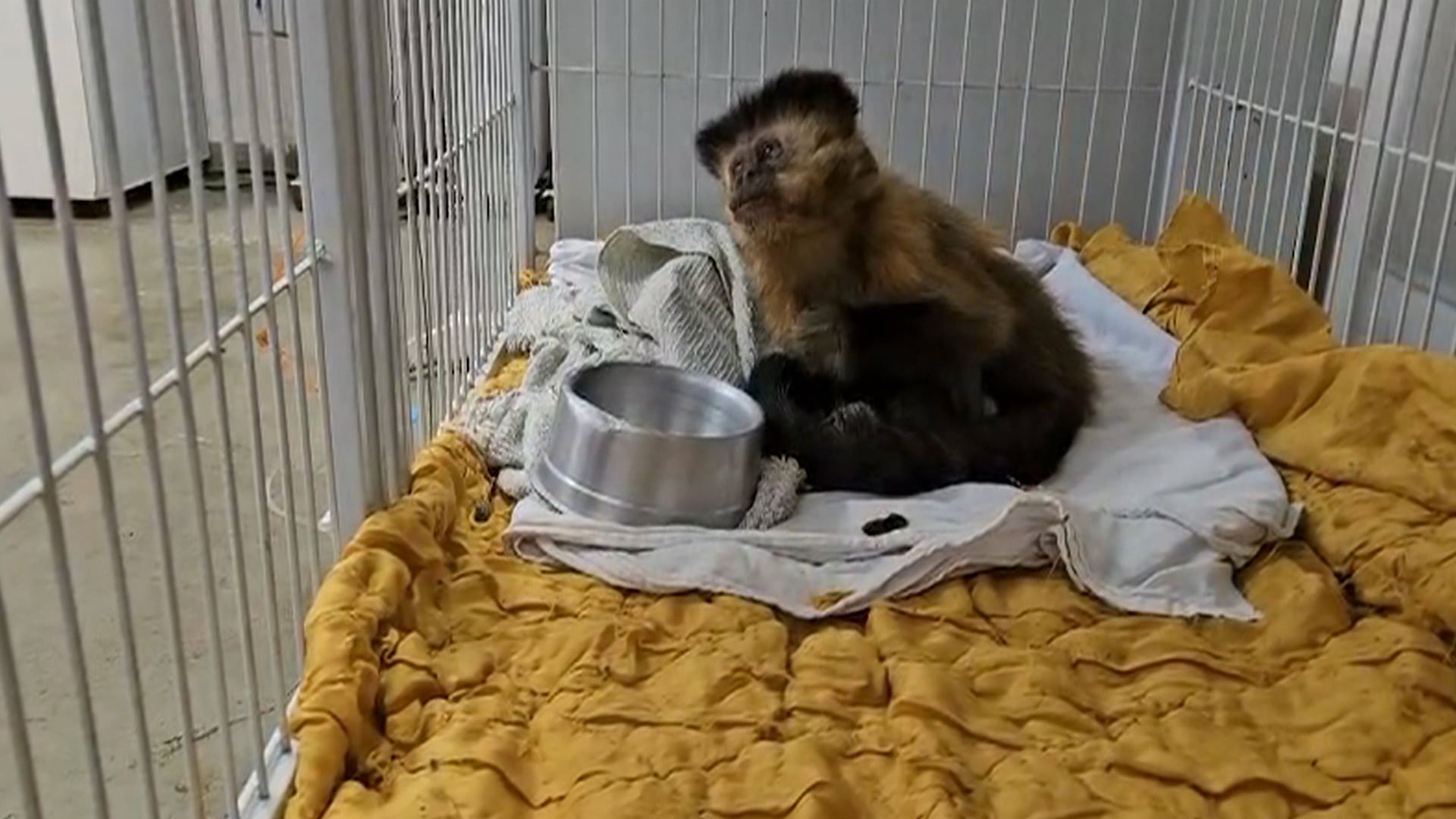 Um pequeno macaco está dentro de um cercado metálico, sentado sobre panos brancos e um cobertor amarelado. Ao lado do animal há um pote metálico vazio