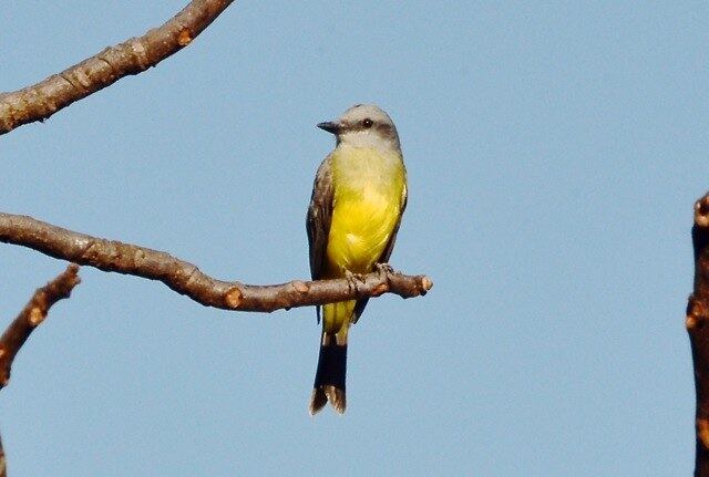 Suiriri tem o peito amarelo, mede cerca de 18 cm e tem as pernas compridas

Veja reportagem completa
