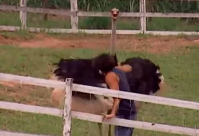 "Traíra! Sem vergonha!"

Essa cena é inesquecível! Em A Fazenda 2, Caco Ricci "apanhou" enquanto tentava ser gentil com o avestruz. O bichinho estava mau-humorado
