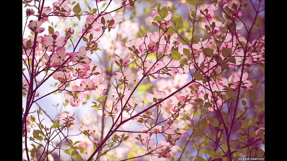 A competição é especializada em imagens de jardins, plantas, flores e fotografia botânica. Todos podem participar, amadores e profissionais, de todo o mundo, sem restrições de câmeras ou técnicas. Acima, o primeiro lugar na categoria beleza das plantas, com a foto de Debbie Hartley, feita em Camberra, na Austrália