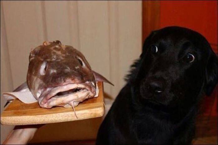 — Você come esse negócio aí?