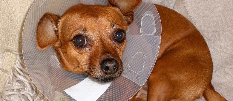 Kudo está se recuperando das agressões. Ele sofreu cortes, contusões e queimaduras